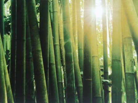  Bambú. Fotografía sobre tela - Esteve Enmarcadores