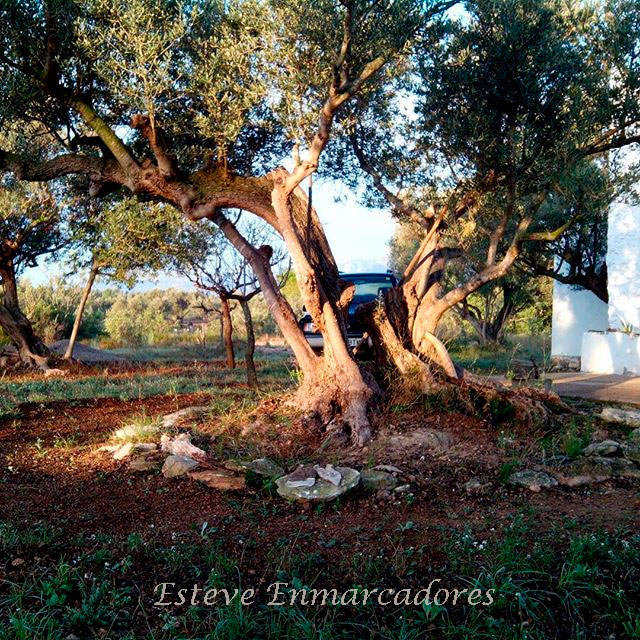 Olivo y Arte Natural - Esteve Enmarcadores