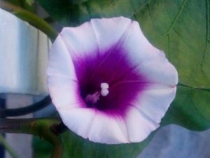 Esta es la bonita #flor diurna de la "ipomoea batata"… del #chaco #camote #boniato  #plantado en #tiesto #tubérculo rico de comer y muy #decorativo El #arte de la #naturaleza#artefloral #decoración #barcelona #fortpienc