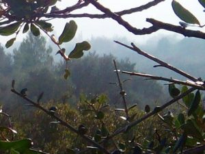 #niebla matinal desapareciendo con los primeros rayos del #sol La #naturaleza siempre acaba superando cualquier #obradearte Son instantes para conservar con los cinco #sentidos#arte #naturaleza #airelimpio #campo #tranquilidad