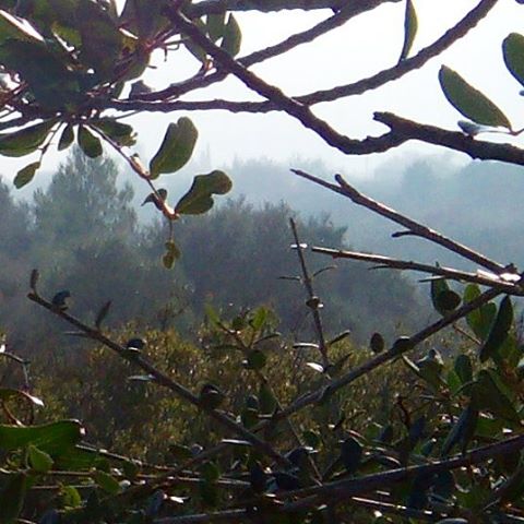 #niebla matinal desapareciendo con los primeros rayos del #sol La #naturaleza siempre acaba superando cualquier #obradearte Son instantes para conservar con los cinco #sentidos#arte #naturaleza #airelimpio #campo #tranquilidad