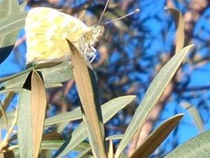 El #arte del #camuflaje A un metro no se distingue #mariposa de #hojas La #naturaleza siempre enseñando… ;-)#artenatural #olivos #parcnaturaldelsports #tortosa