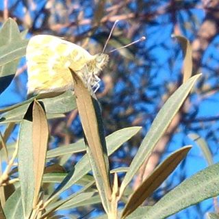 El #arte del #camuflaje A un metro no se distingue #mariposa de #hojas La #naturaleza siempre enseñando... ;-)#artenatural #olivos #parcnaturaldelsports #tortosa