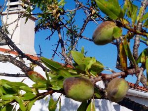 Almendras