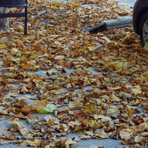 Otoño en Julio - Hojas doradas