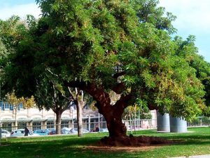 Árbol superviviente