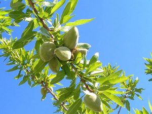 Naturaleza viva. Almendros vivos.