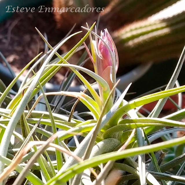 Naturaleza viva y arte - Esteve Enmarcadores