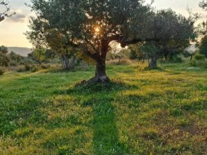 Amanece. Naturaleza despertando, aire limpio, lluvias pasadas, cielos despejados