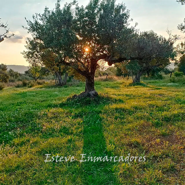 Amanece Naturaleza despertando - Esteve Enmarcadores